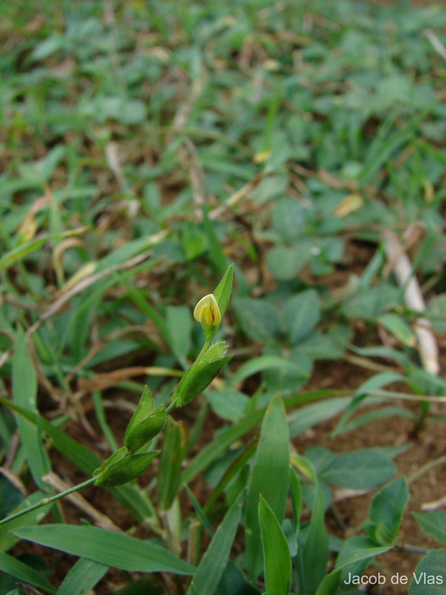 Zornia gibbosa Span.